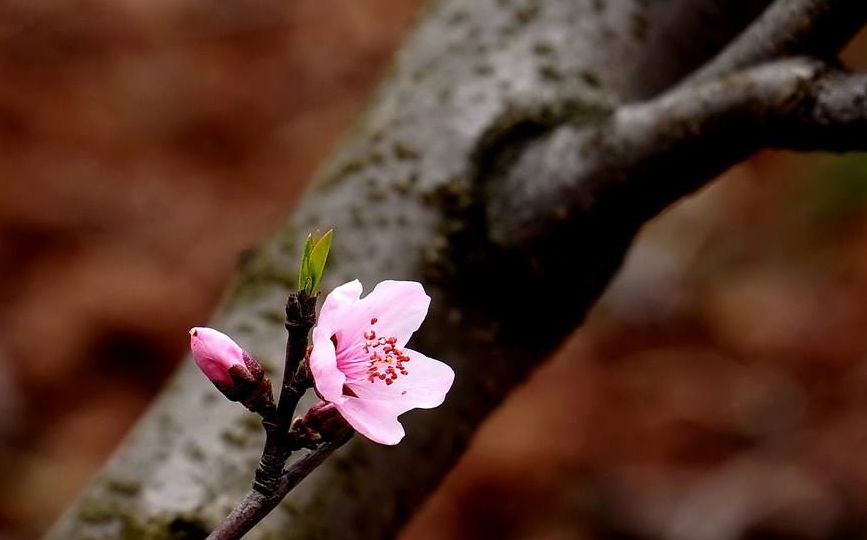 惊蛰至，桃始华，一起来领略古代文人墨客笔下的桃花诗词