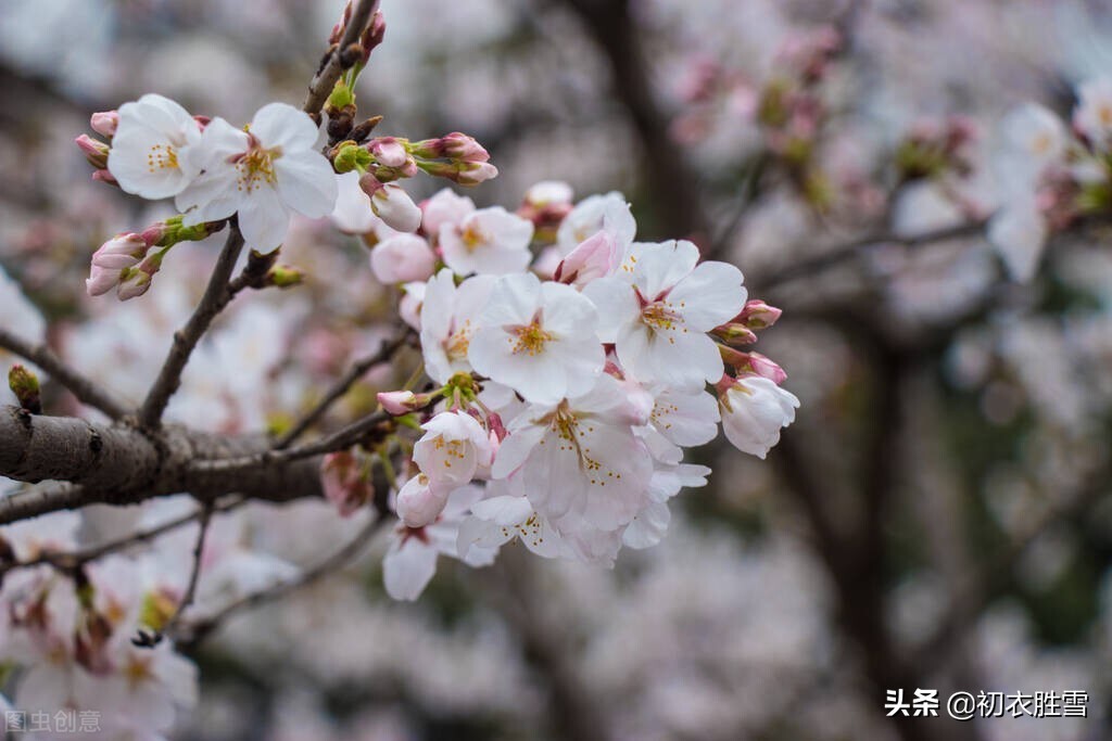 樱花古诗词九首赏读：樱花如霰晓莺啼，春风才起雪吹香