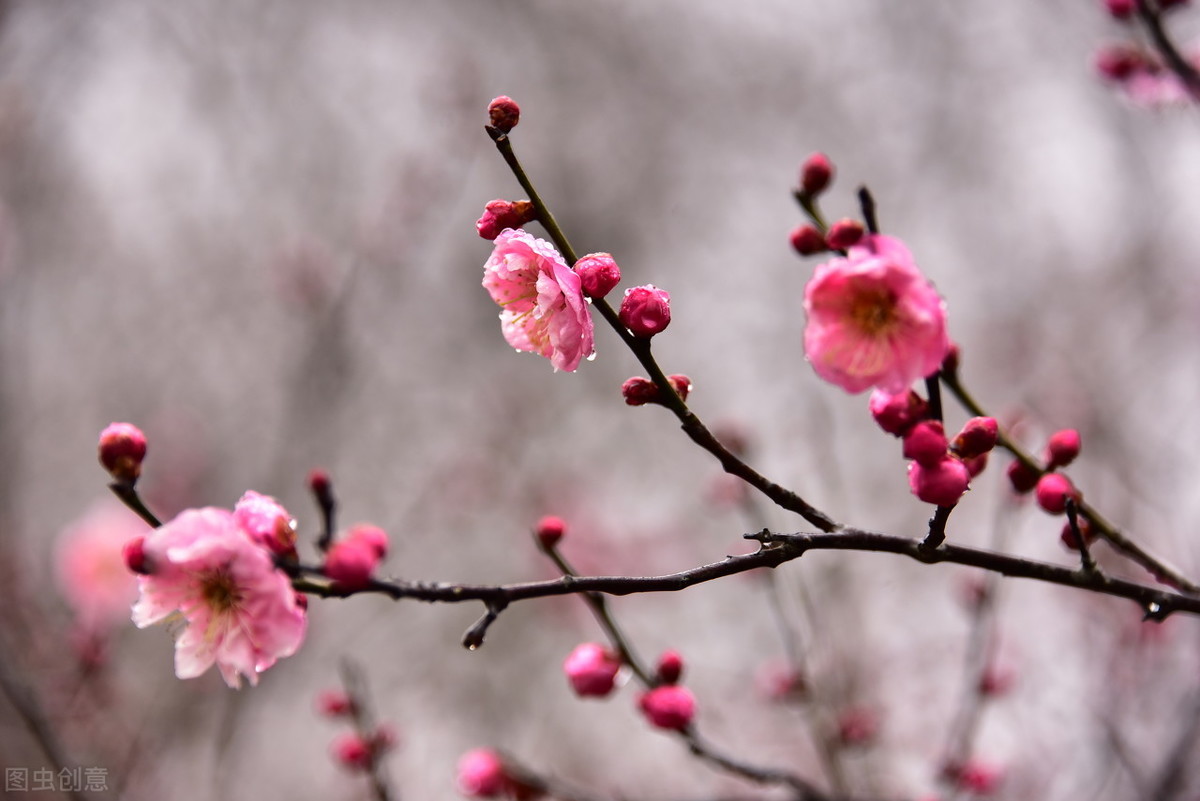 六首吟咏梅花的诗词，寒梅傲雪，暗香盈袖