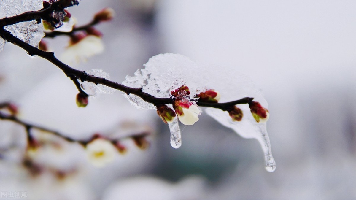 六首吟咏梅花的诗词，寒梅傲雪，暗香盈袖