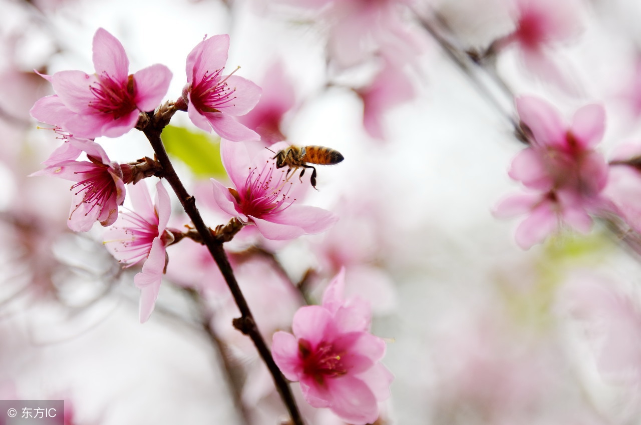 用十首关于桃花的诗词，带你抓住春天的尾巴