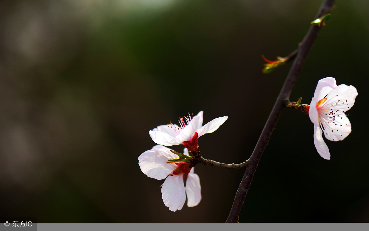 用十首关于桃花的诗词，带你抓住春天的尾巴