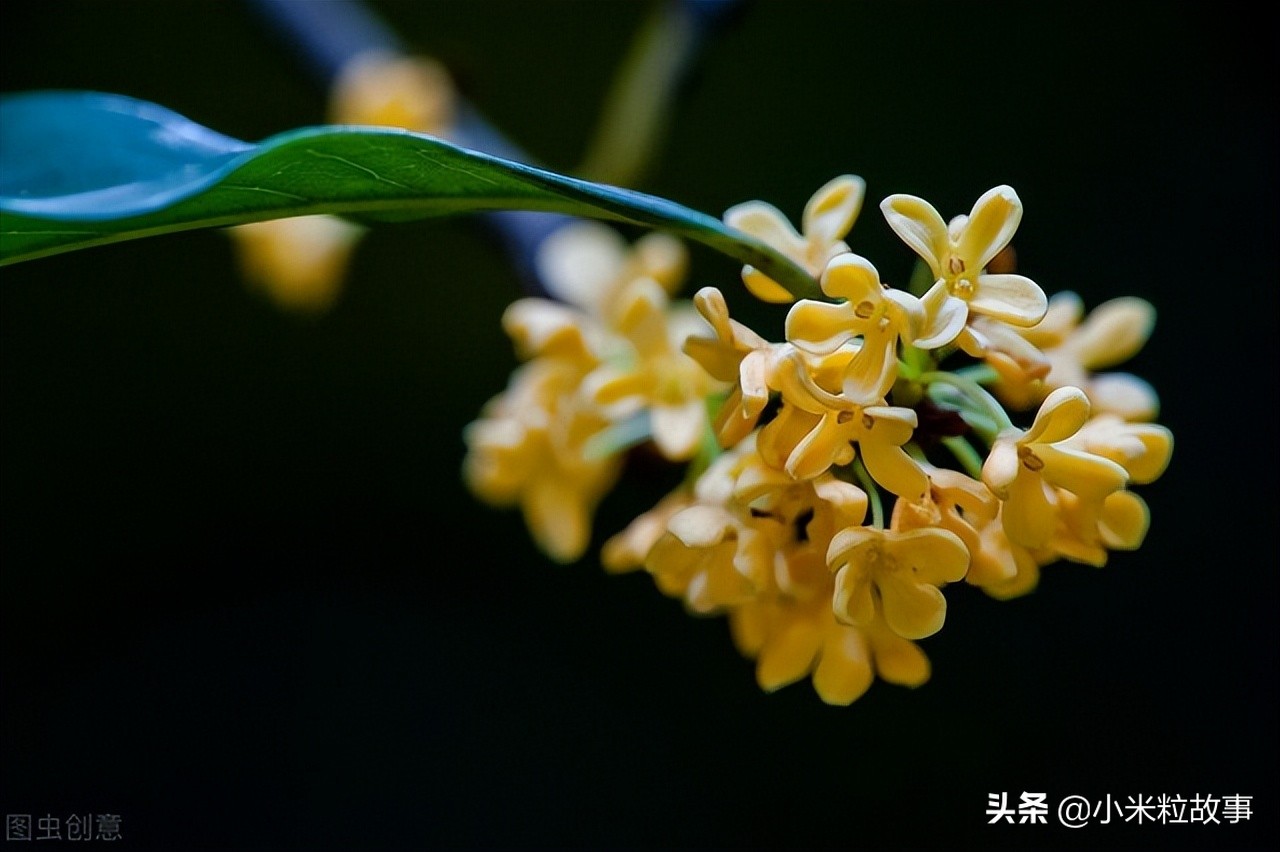 这些写花的诗句确实太美了，你读过吗？