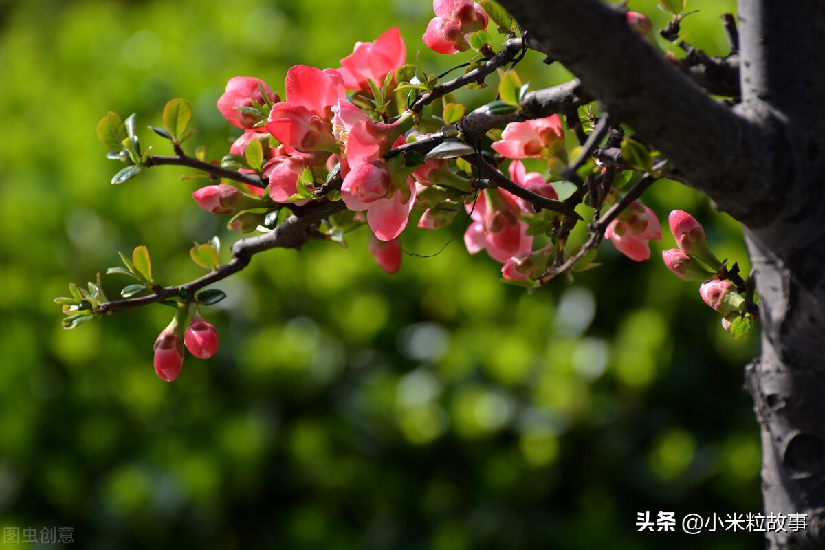 这些写花的诗句确实太美了，你读过吗？