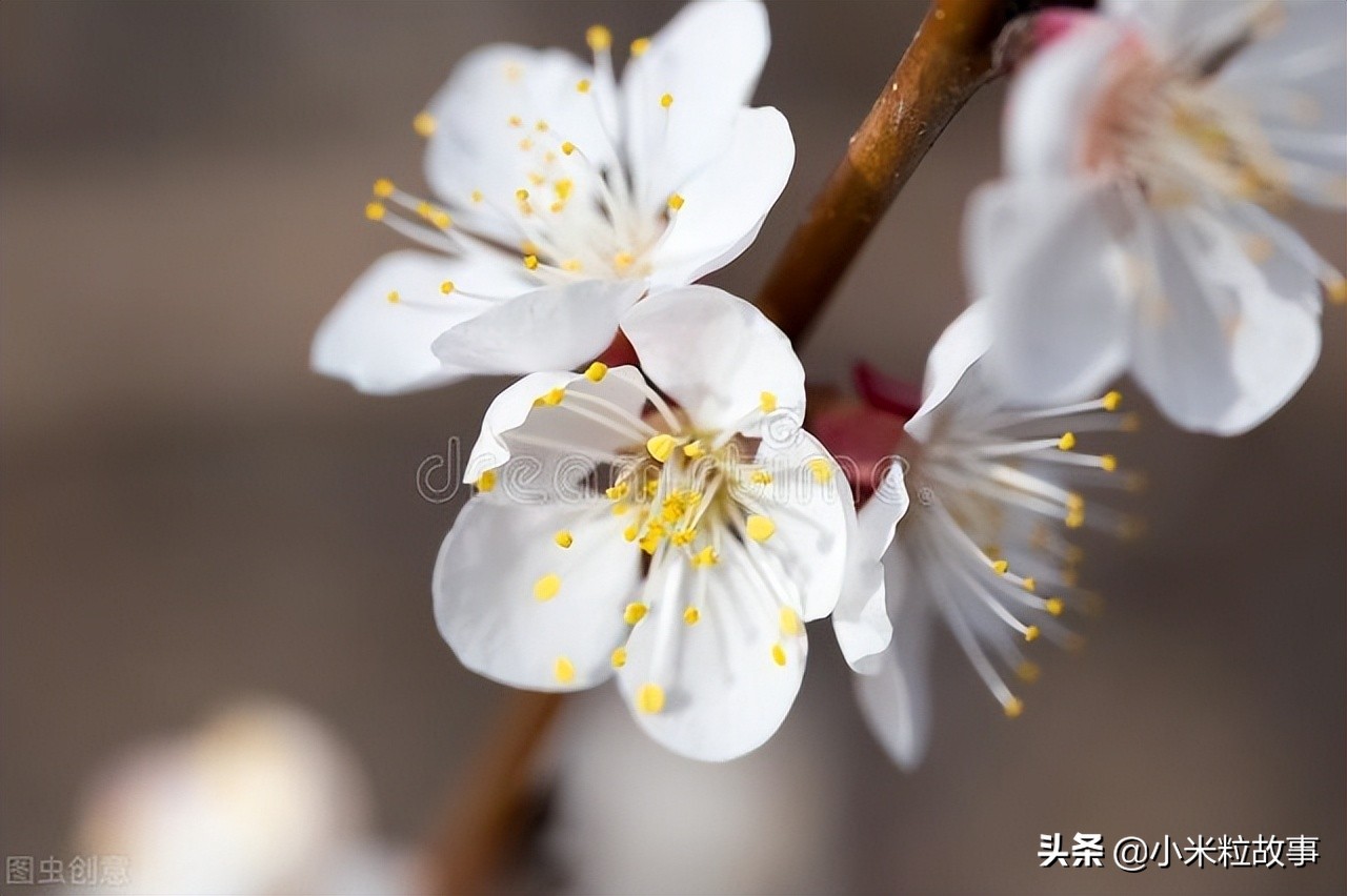 这些写花的诗句确实太美了，你读过吗？