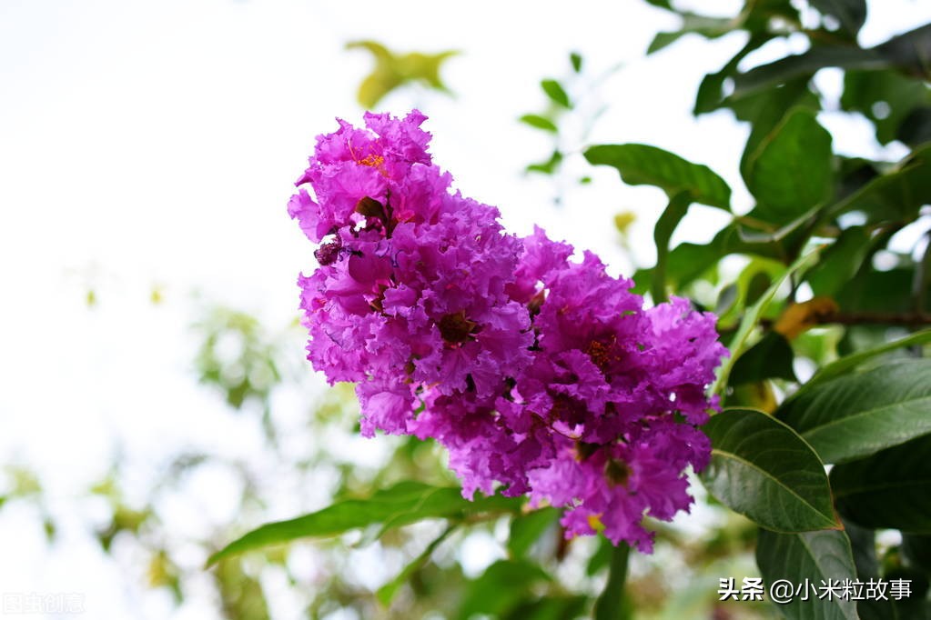 这些写花的诗句确实太美了，你读过吗？