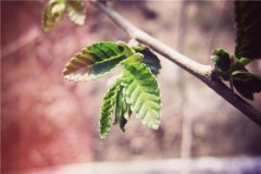 形容桃花的优美句子简短朋友圈