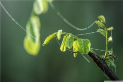 描写风的动静结合句子